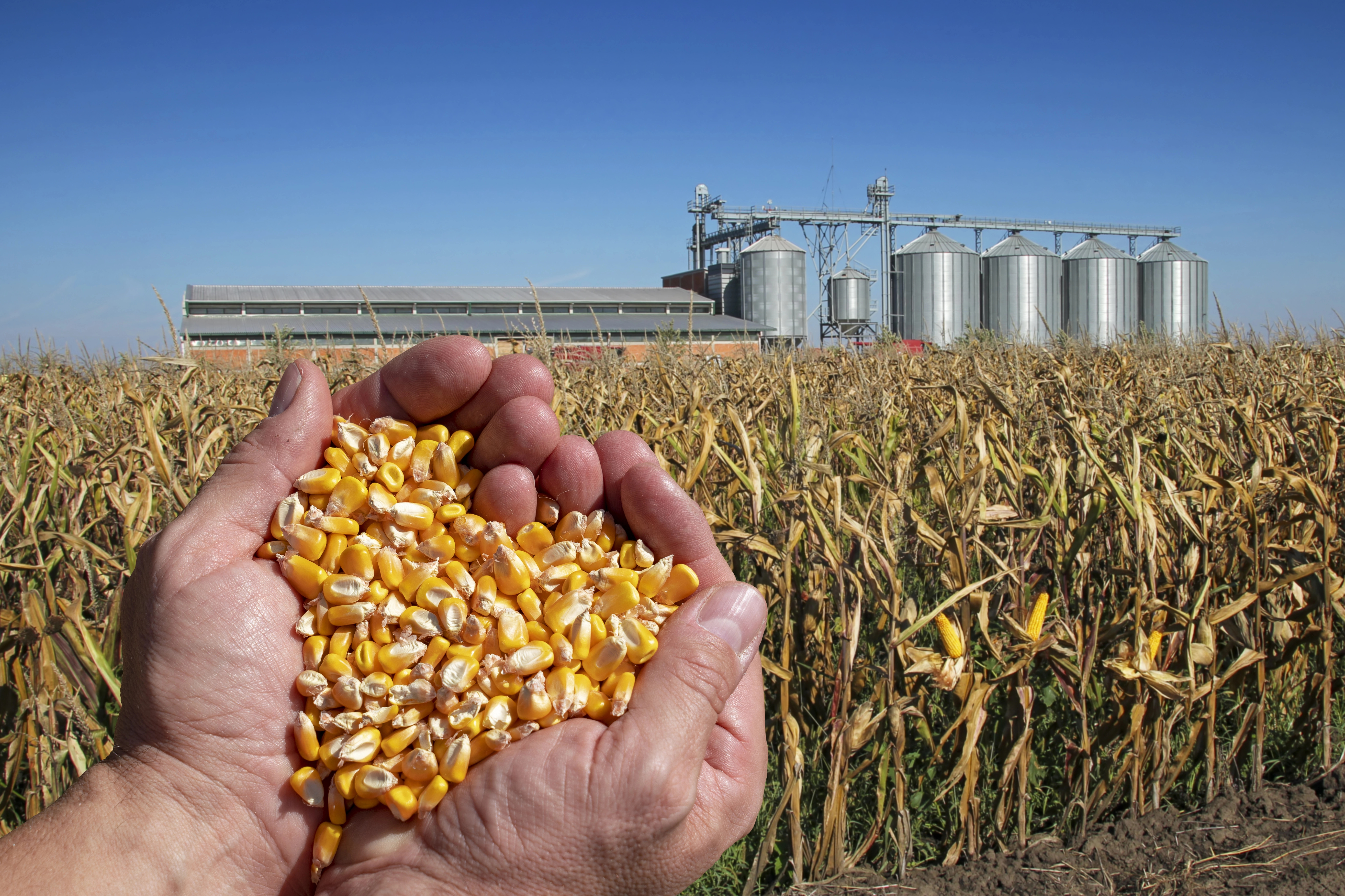 Handful of Grain